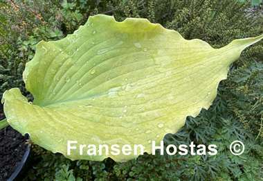 Hosta Echo the Sun